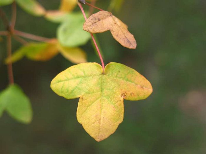 Acer monspessulanum (5)